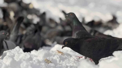 Güvercinleri yemleyen vatandaş yürekleri ısıttı