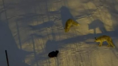 Hakkari’de iki tilki ve bir kedinin mücadelesi