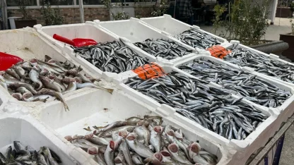 Hamsi yeniden tezgahlarda, 200 liradan alıcı buluyor