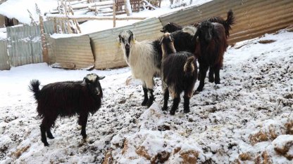 Hayvan üreticilerinin kurtlarla başı dertte