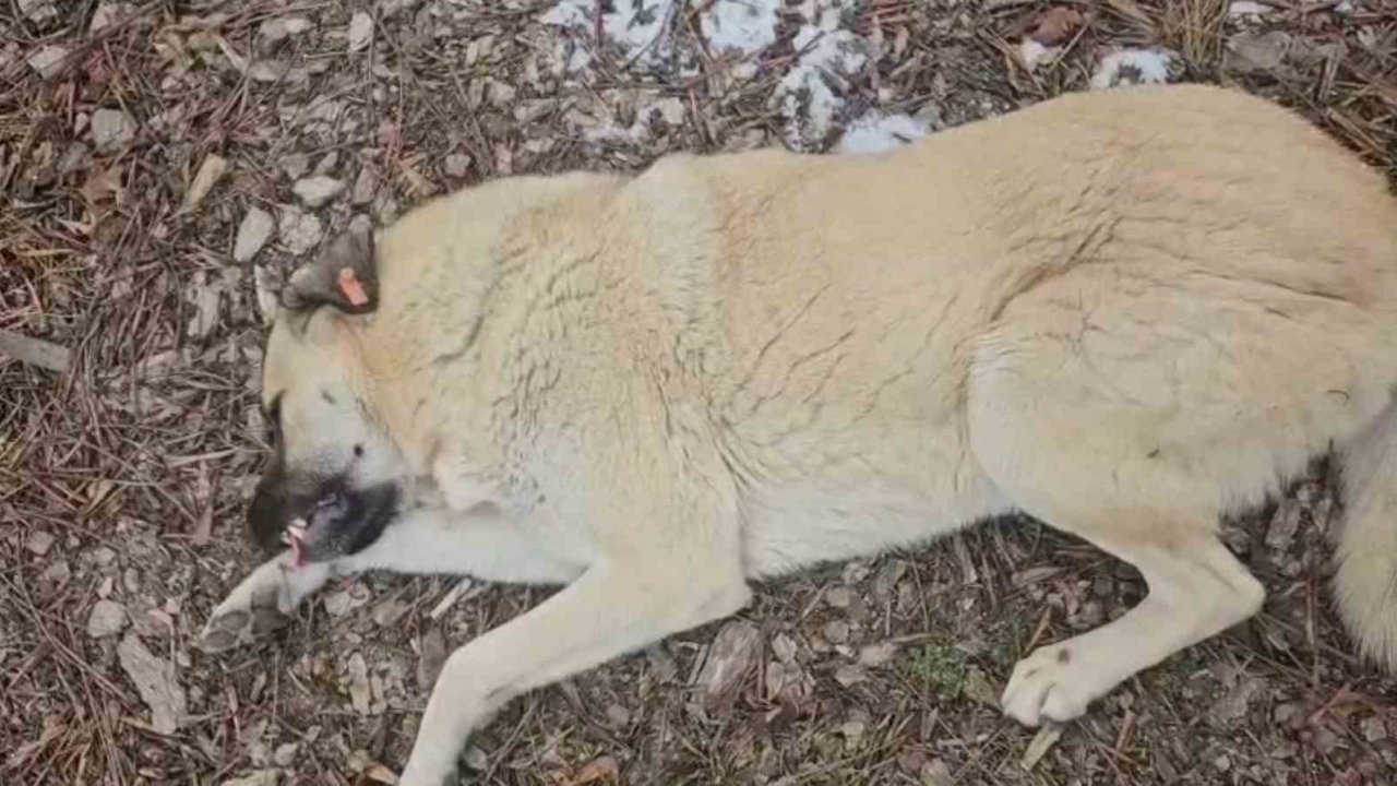 Hayvansever kadın ile belediye personeli arasında köpek tartışması