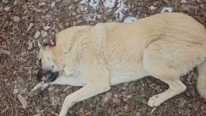 Hayvansever kadın ile belediye personeli arasında köpek tartışması