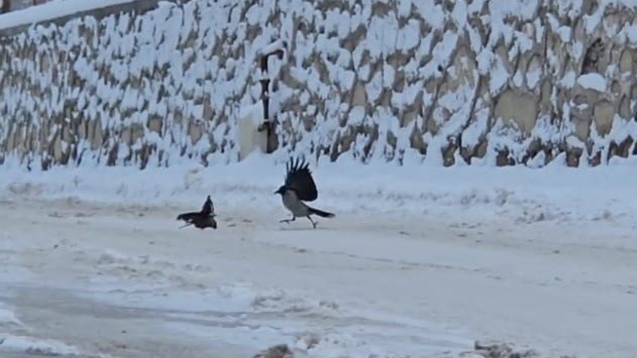 İlçe beyaza büründü, aç kalan kargalar sokaklara indi