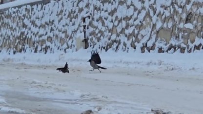 İlçe beyaza büründü, aç kalan kargalar sokaklara indi