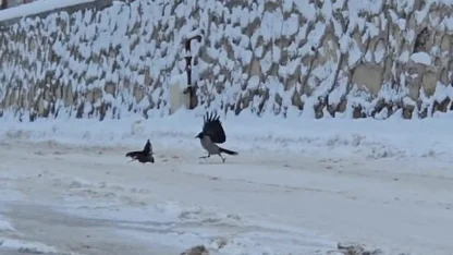 İlçe beyaza büründü, aç kalan kargalar sokaklara indi