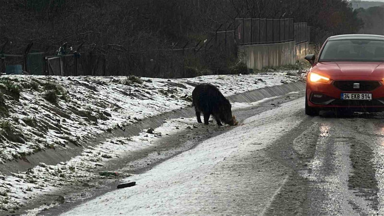 İstanbul’da yaban domuzu yol kenarına indi