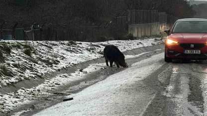 İstanbul’da yaban domuzu yol kenarına indi