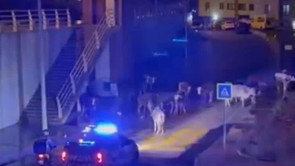 İzmir’de polisin "İnekler dağılın" anonsu gülümsetti
