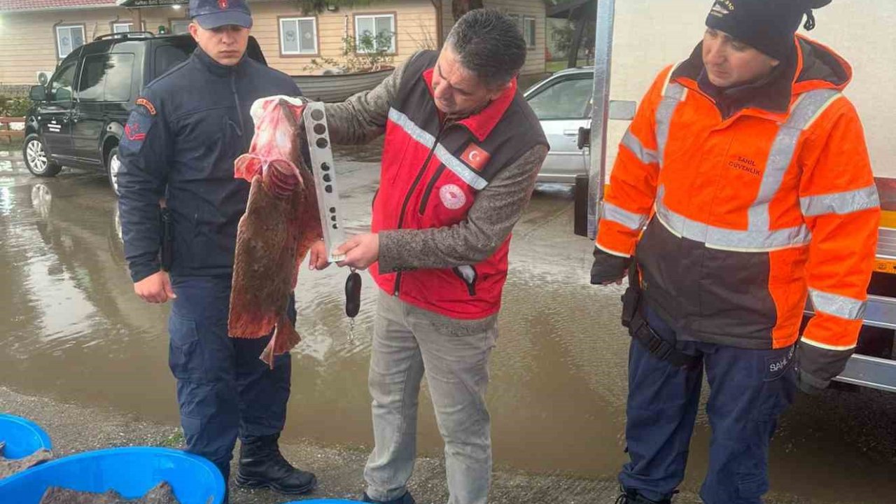 Kaçak avcılık operasyonunda 500 kalkan balığına el konuldu