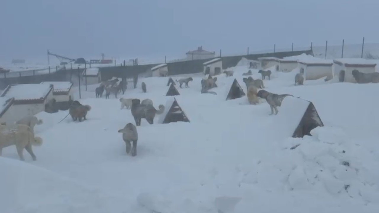 Kangallarını beslemek için yola çıktı, çiftliğe vardığında gözlerine inanamadı