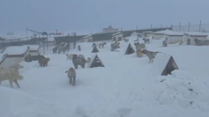 Kangallarını beslemek için yola çıktı, çiftliğe vardığında gözlerine inanamadı