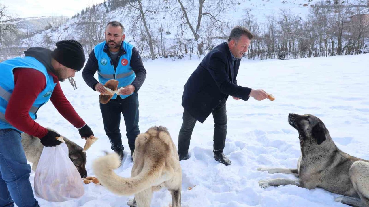 Karla kaplanan orman ve yaylalardaki canlılara şefkat eli