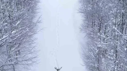 Karların arasında süzülen kızıl geyik havadan görüntülendi