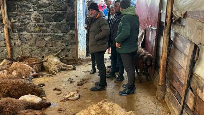 Kars’ta kurt dehşeti: Aç kurtlar 130 koyunu telef etti