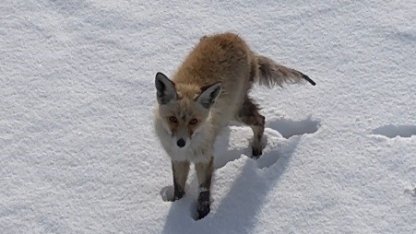 Kars’ta tilkinin dronla imtihanı: Önce baktı, sonra hızla kaçtı