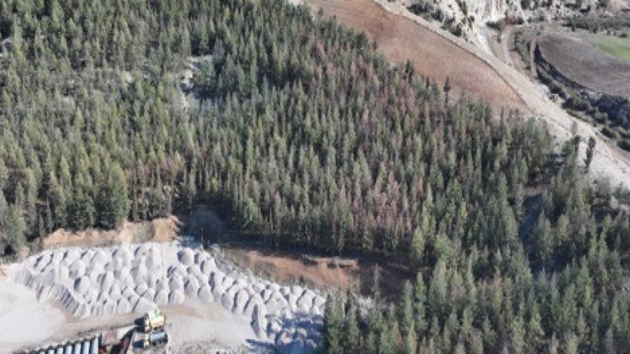 Kilis’te Akdeniz çam kabuk böceğine karşı biyoteknik mücadele