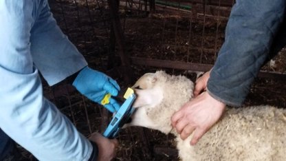 Kırklareli’nde küpe takılan damızlık kuzular aşılanıyor