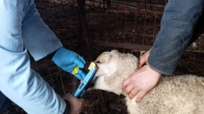 Kırklareli’nde küpe takılan damızlık kuzular aşılanıyor