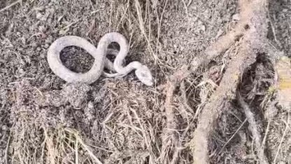 Kış uykusuna yatmayan yılan kameralara yansıdı