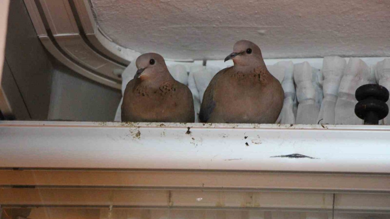 Kışın ortasında balkon camını kapatmıyorlar, nedeni ise çifte kumrular