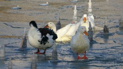 Konya’da soğuktan süs havuzları buz tuttu