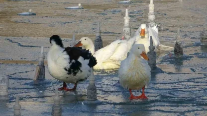 Konya’da soğuktan süs havuzları buz tuttu