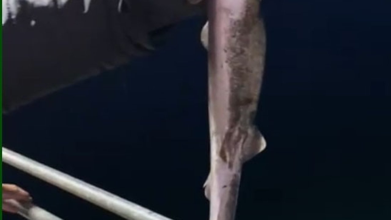 Köpekbalıkları Karadeniz’de ağlardan sonra balıkçıların oltalarına da takılmaya başladı