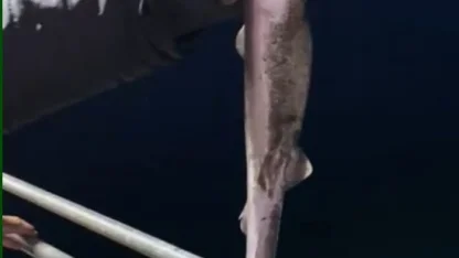 Köpekbalıkları Karadeniz’de ağlardan sonra balıkçıların oltalarına da takılmaya başladı