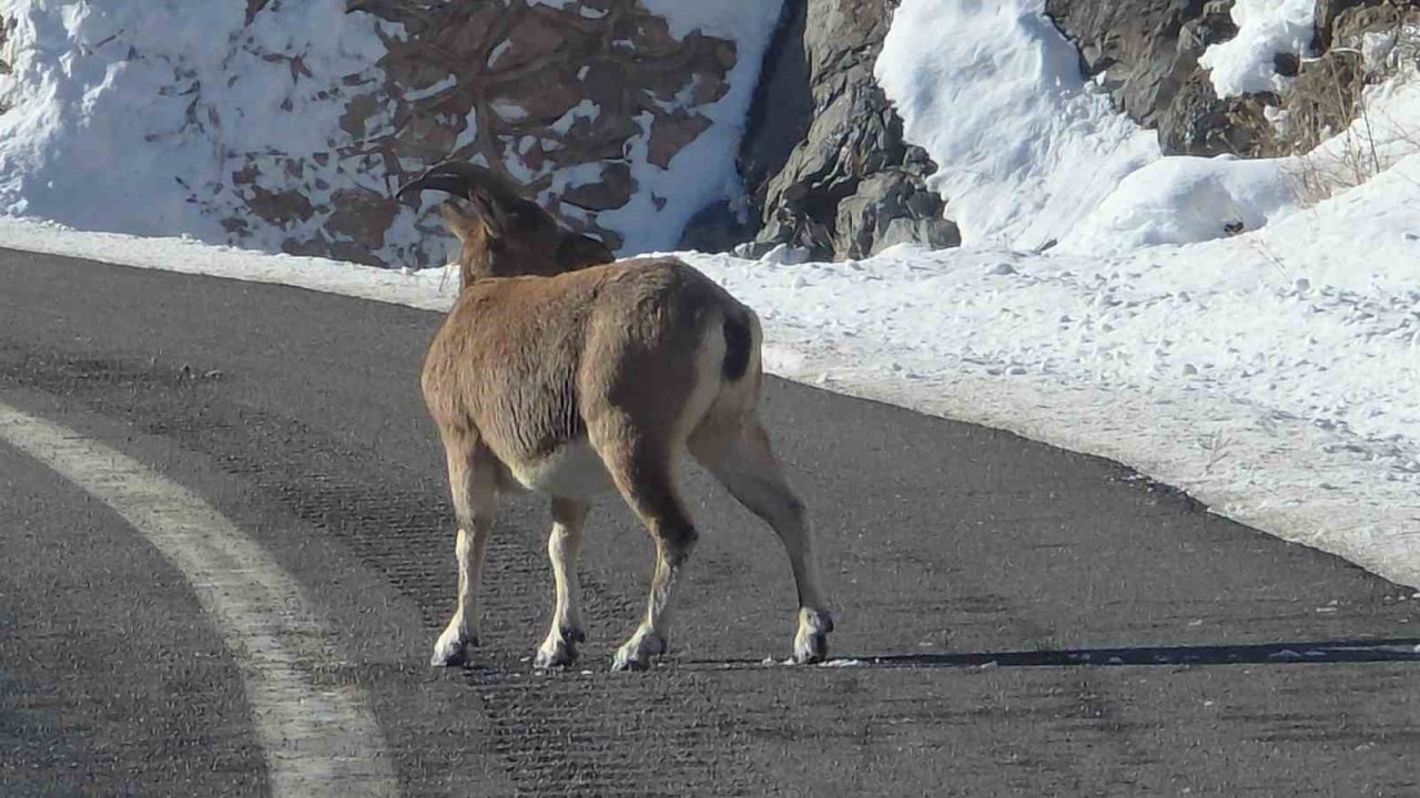 Koruma altındaki dağ keçileri Bayburt’un farklı noktalarında görüldü