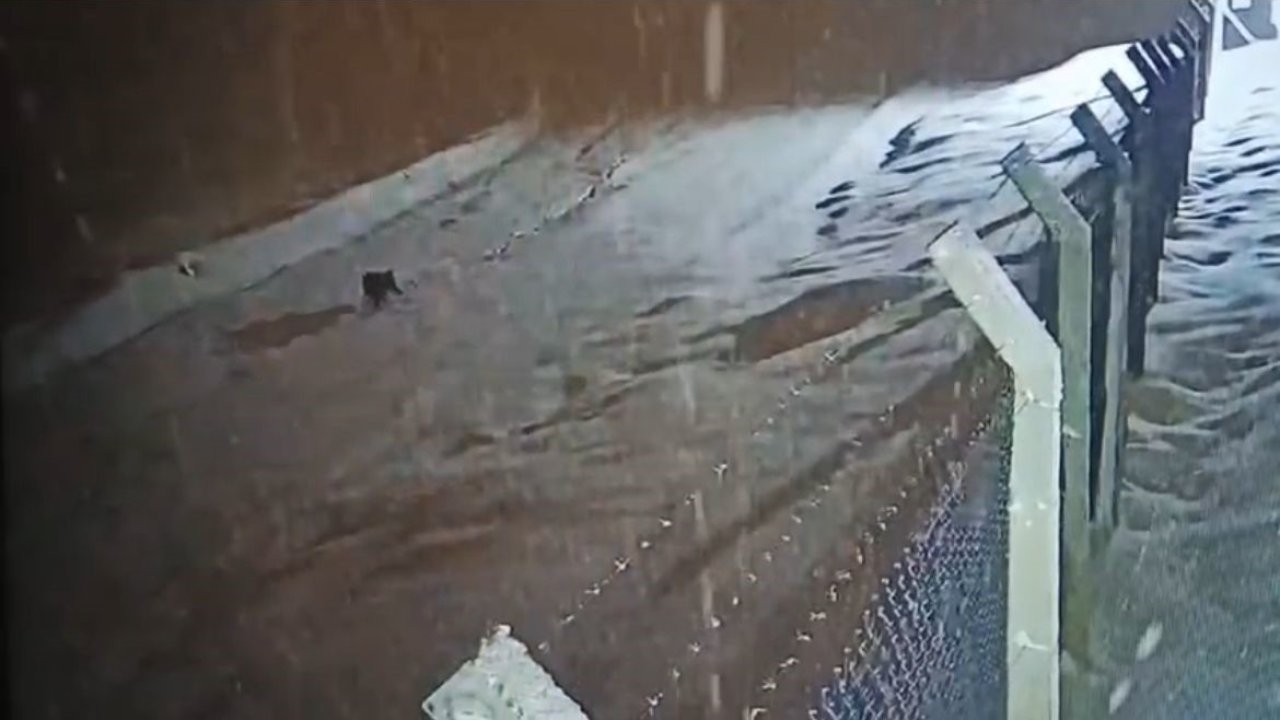 Kurtalan’da köye inen kurt güvenlik kamerasına yansıdı