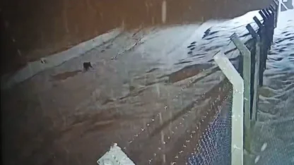 Kurtalan’da köye inen kurt güvenlik kamerasına  yansıdı