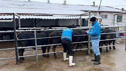Kütahya’da ithal besilik erkek sığırlar için millileştirme çalışmaları sürüyor