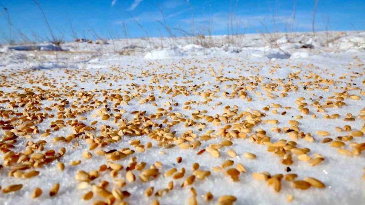 Malatya Darende’de yaban hayvanları için doğaya yem bırakıldı