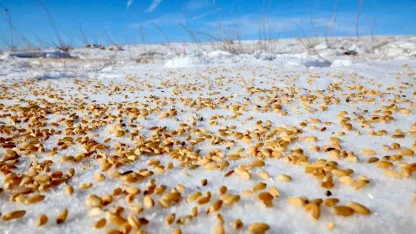 Malatya Darende’de yaban hayvanları için doğaya yem bırakıldı