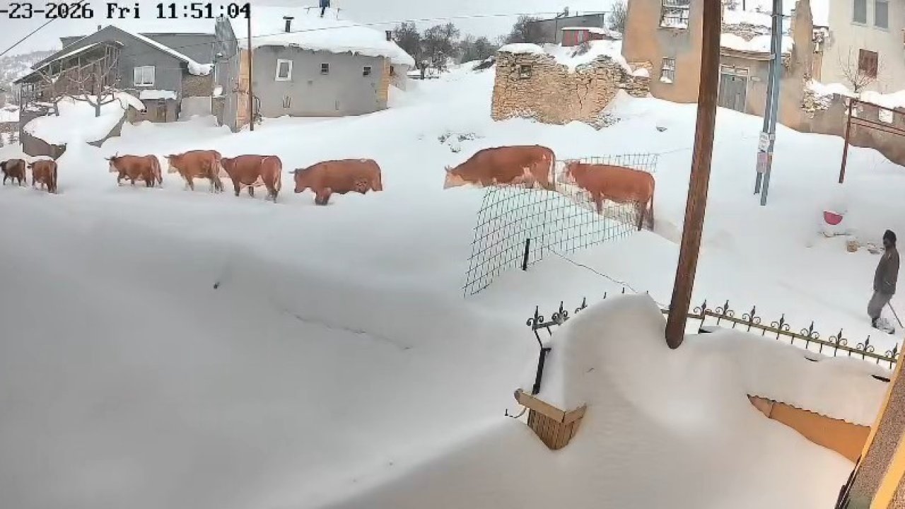 Malatya’da büyükbaş hayvanların karla mücadelesi görüntülendi