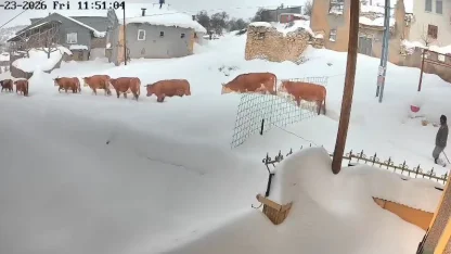 Malatya’da büyükbaş hayvanların karla mücadelesi görüntülendi