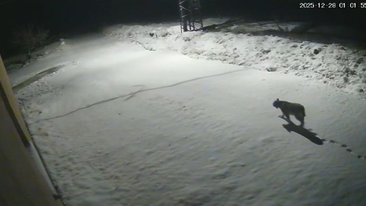 Malatya’da ‘vaşak görüntülendi