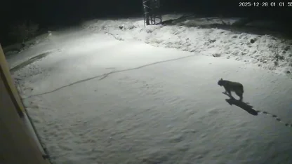 Malatya’da ‘vaşak görüntülendi