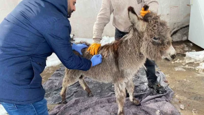 Mazıdağı Belediyesinin "sahip çıkıldı" dediği sıpa sokağa terk edildi