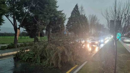 Menteşe’de şiddetli fırtınada ağaç devrildi, trafik durdu