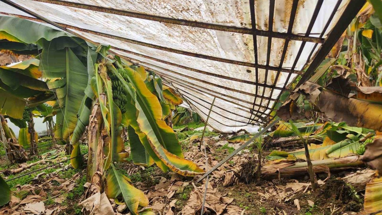 Mersin’de dolu sera çökertti, bahçelere zarar verdi