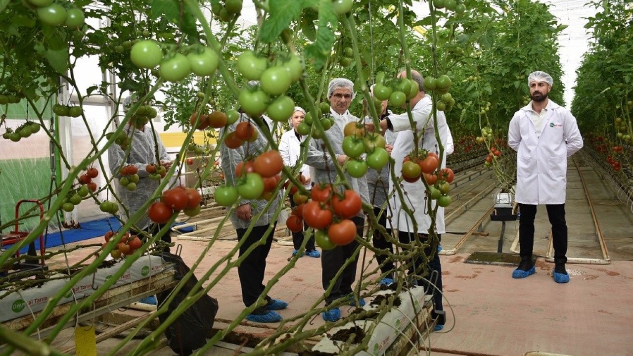 Modern sera yatırımları Salihli’de tarımı güçlendiriyor