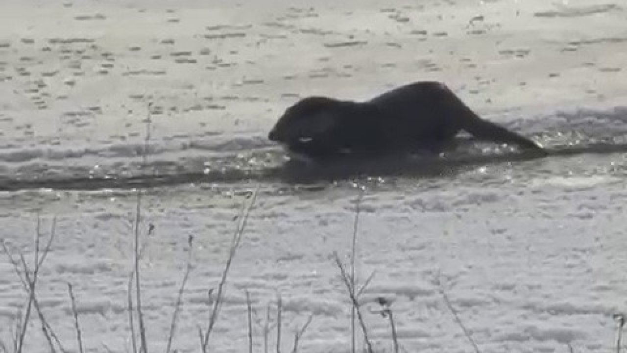 Murat Nehri’nde su samurları görüntülendi