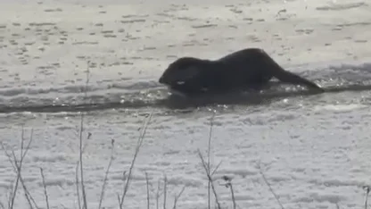 Murat Nehri’nde su samurları görüntülendi