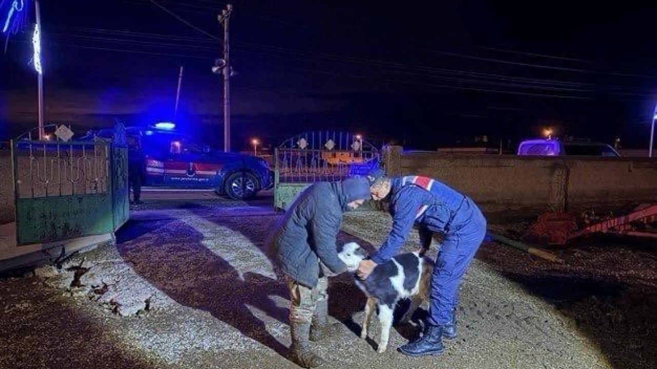 Nevşehir’de büyükbaş hayvan hırsızları jandarmadan kaçamadı