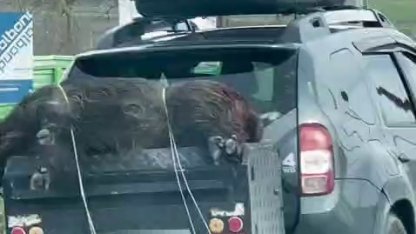 Ölü domuzu aracın arkasında taşıdılar