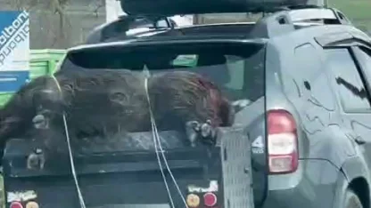Ölü domuzu aracın arkasında taşıdılar