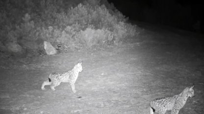 "Ormanın hayaleti" vaşak görüntülendi