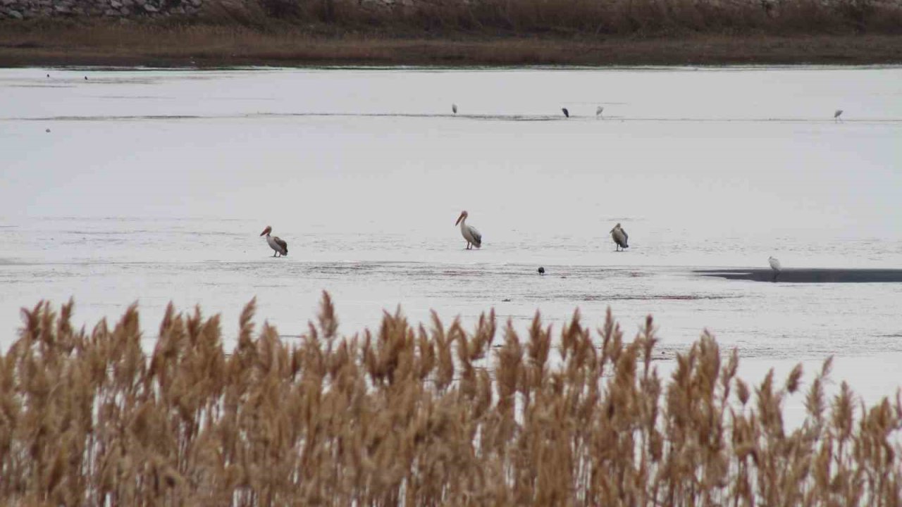 Pelikanlar, kıyıları buzla kaplanan gölde görüntülendi, kuş severler kıyıya akın etti