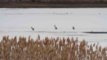Pelikanlar, kıyıları buzla kaplanan gölde görüntülendi, kuş severler kıyıya akın etti